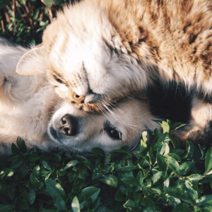 猫是怎么中溴氯菊酯毒的?