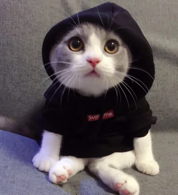 “天气越来越凉，要不要给猫咪穿衣服”？有一种冷，是你觉得猫冷