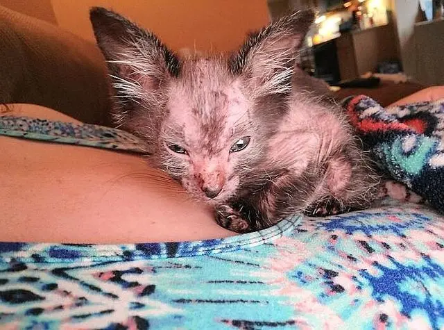 猫妈生出一只“小丑猫”，长得好吓人，医生却说：是稀有猫种！