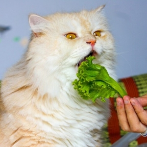 猫可以吃的五种蔬菜和猫不能吃的五种蔬菜