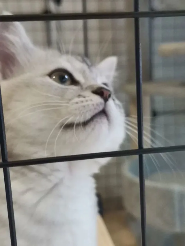 想养猫但不知道哪种适合自己