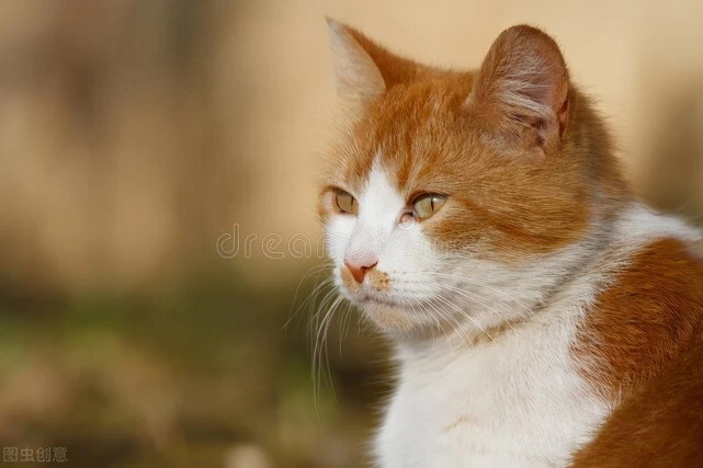 为什么现在的猫不会抓老鼠？