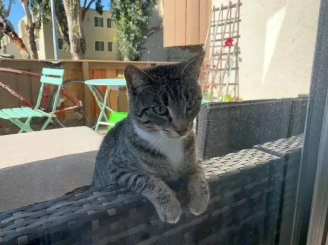 来自狸花猫的单恋