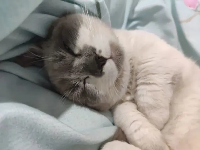 猫真的会思念主人吗？