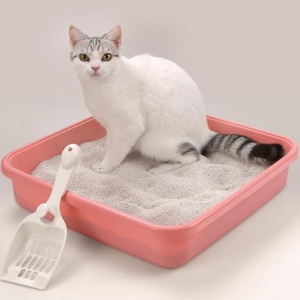 猫对猫砂过敏的症状是什么？猫砂过敏怎样预防和治疗？