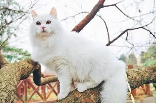这几种“国产牌”猫咪，好看又好养，一点都不比洋猫差！
