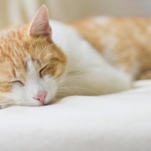 怎么知道猫肚子里有没有寄生虫？怎样治疗猫寄生虫？
