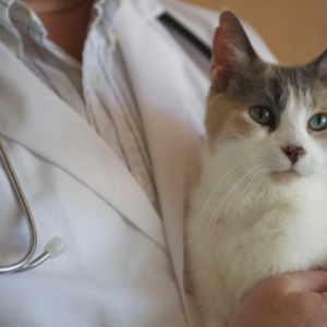怎样预防猫拉肚子腹泻？