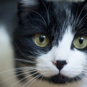 什么是猫的免疫缺陷病毒病？