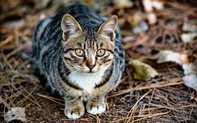 “小老虎”狸花猫，为什么越来越多人“弃养”？原因有6个