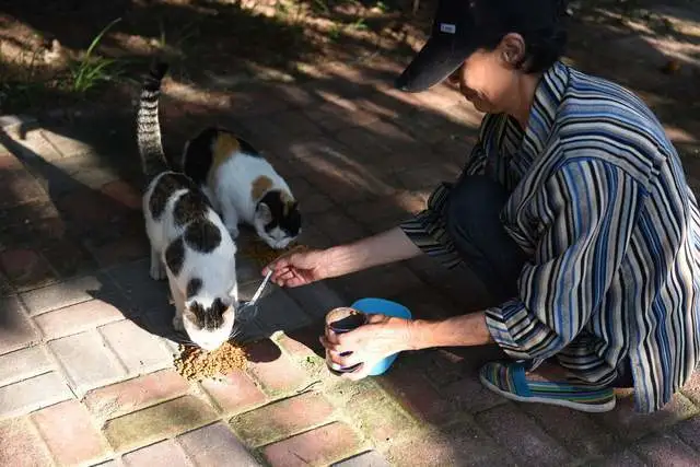 小情侣因搬家丢弃两只猫咪，导致猫被活生生饿死，良知呢？