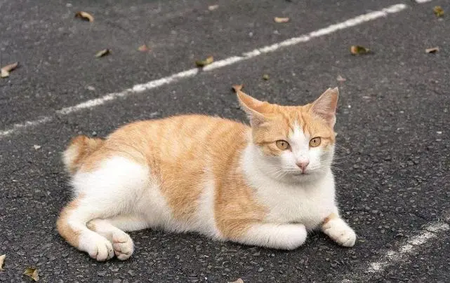 猫咪“走丢”后，这么做还有可能找回来