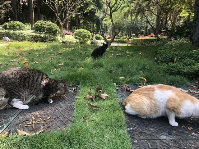 养猫后，宠主会产生一些特殊癖好，你中了几条？