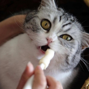 猫口炎怎么治疗？怎样治疗猫口炎？