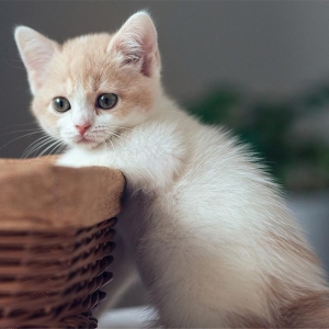 患有免疫缺陷病毒的猫应该吃一些特殊的食物吗？