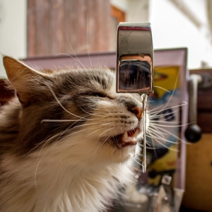 猫可以直接喝自来水吗？自来水中的氟化物对猫是否健康？