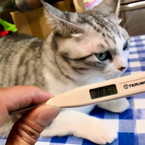 猫的正常体温是多少？猫咪发烧是多少度呢？