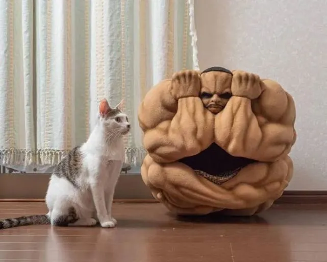 给猫咪新买的猫窝，安全感十足