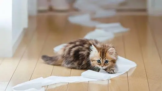 猫咪健康与否，可以观察便便情况，“看便攻略”记得收藏