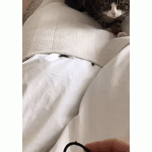 给猫买了个奇怪猫窝，猫看后反而还挺喜欢的！