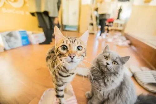 如何看待猫咖的存在“和猫住”？