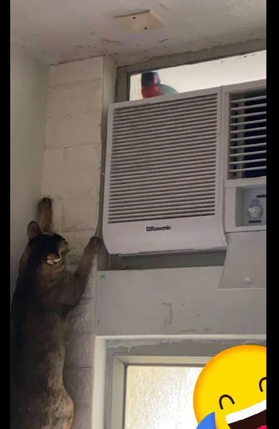 猫咪看到窗户外有鹦鹉，竟直接顺着墙壁爬了上去，变成壁虎了吗？ ...