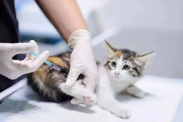 猫经｜不是看猫咪可爱就得自己养，铲屎官是否适合养猫？进来评估下先 ...