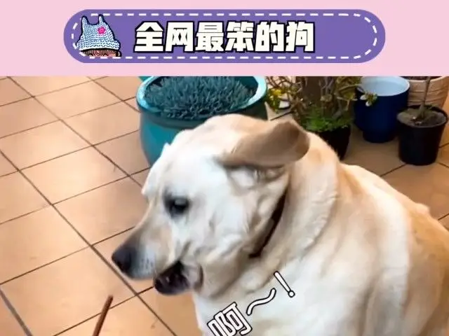 全网最笨的狗！虽然很傻不过很坚强，900多天从没放弃过