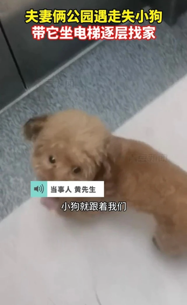 男子遇走失小狗帮按每层电梯找家 网友：别耽误他上学