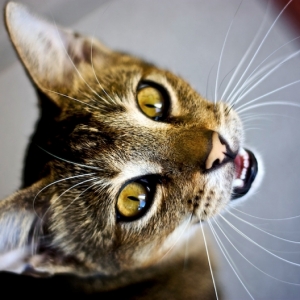 益生菌对猫咪的饮食有什么作用？