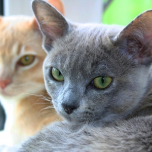 猫传染性腹膜炎临床表现及体征