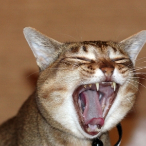 对猫来说，保持牙齿健康很重要