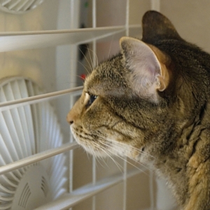 夏天怎样预防猫咪中暑和晒伤？