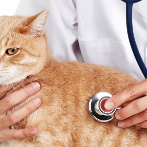 猫慢性瓣膜性心脏病的症状、诊断、治疗及预防措施
