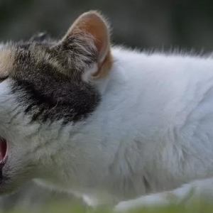 猫打喷嚏是有什么病吗？