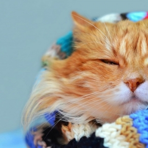 猫咪维生素缺乏的症状和治疗方法是什么？