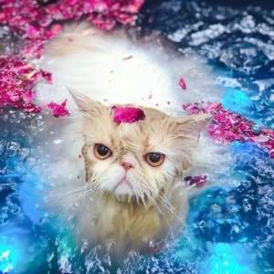 水疗对猫咪健康有什么好处？