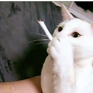 在猫周围吸烟对猫有什么危害？