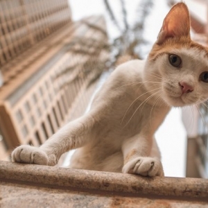 猫咪高楼综合征是什么？为什么会得猫高楼综合征？