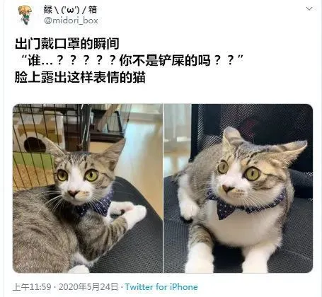 推主出门带上口罩，猫看到后秒变飞机耳，瞬间不认识了！