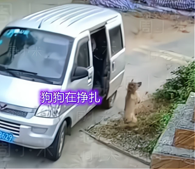狗狗还在撒尿，下一秒就被掳进面包车，广东的偷狗团伙太猖狂 ...