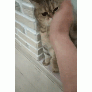 猫：用最萌的爪，打最狠的拳！