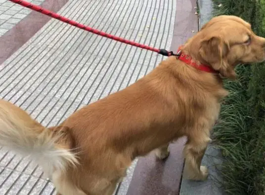 狗狗首次出门不肯走，尝试这4种方法，总有一种能让它愿意出门 ...