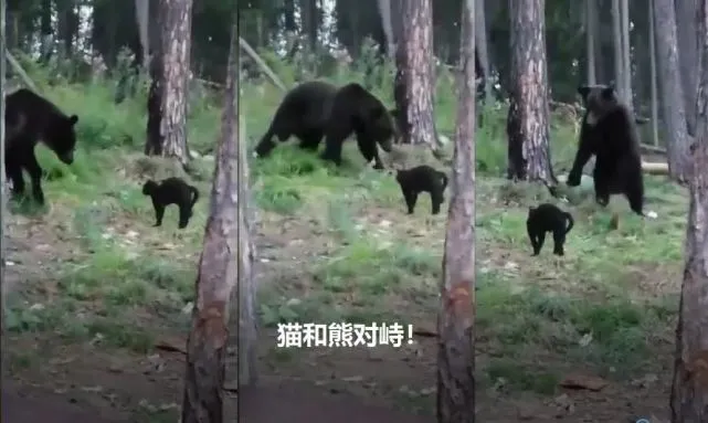 世界上最不对等的对峙！一只猫和一头棕熊，为何棕熊最后跑了？ ...