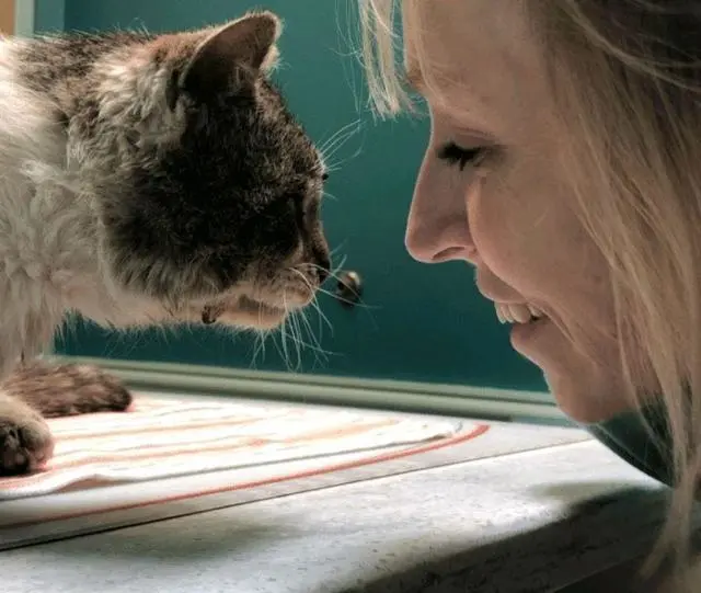 流浪猫车祸后被救，好心人偷偷亲吻它，猫：以身相许来报答你！ ...