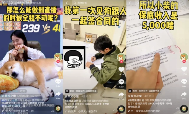 宠物狗变身带货主播，专车接送专人按摩，月保底工资5000元