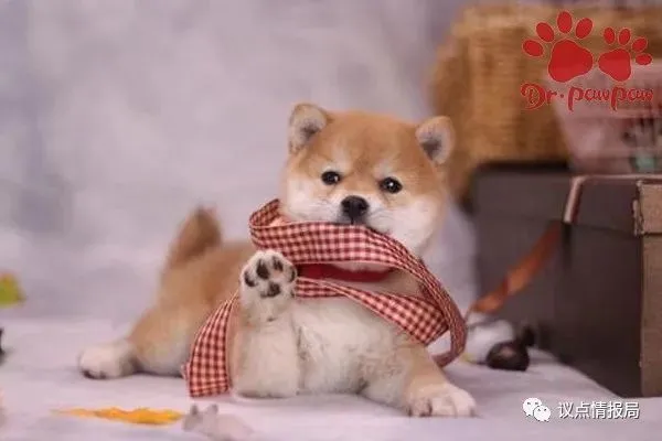 狗狗爱咬东西的原因，应该怎么去预防？