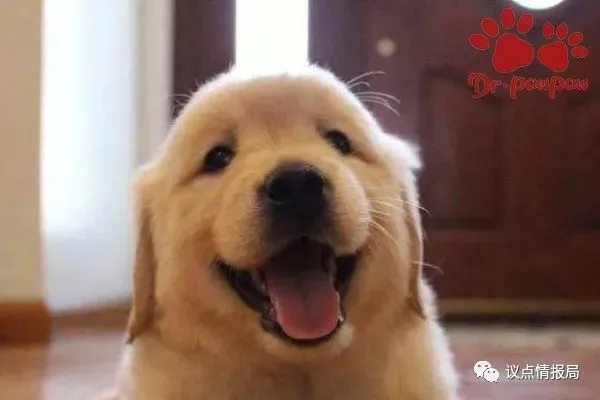狗狗喜欢睡在你身边的原因