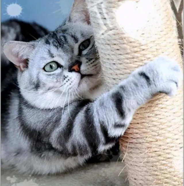 美短猫掉毛严重怎么办？