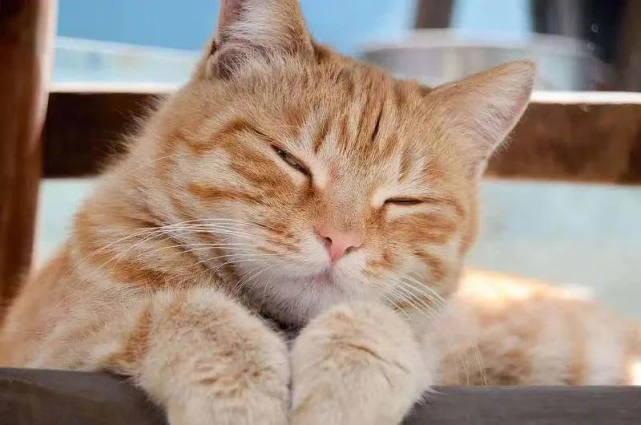 小猫咪能有什么坏心眼呢？看看这几部纪录片你就知道了